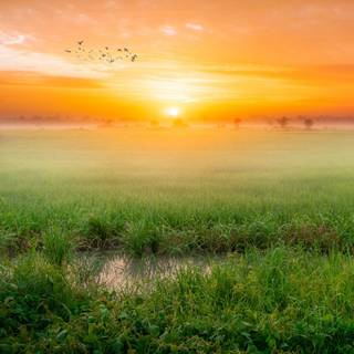 Keypad mobile wallpaper