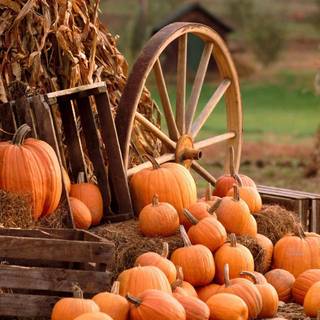 Pumpkin Farm Festival wallpaper