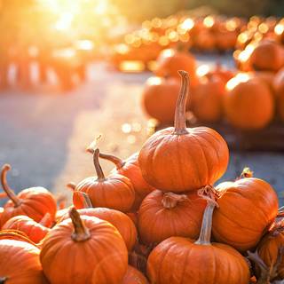 Pumpkin Farm Festival wallpaper