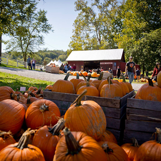 Pumpkin Farm Festival wallpaper