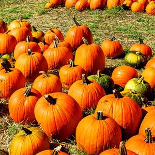 Pumpkin Farm Festival wallpaper