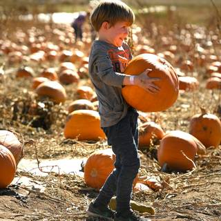 Pumpkin Farm Festival wallpaper