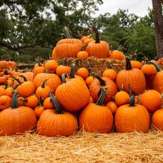 Pumpkin Farm Festival wallpaper