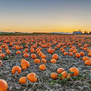Pumpkin Farm Festival wallpaper