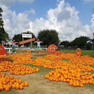 Pumpkin Farm Festival wallpaper