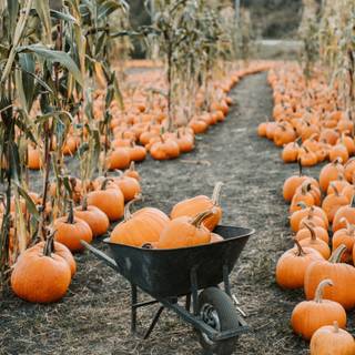 Pumpkin Farm Festival wallpaper