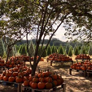 Pumpkin Farm Festival wallpaper