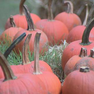 Pumpkin Farm Festival wallpaper