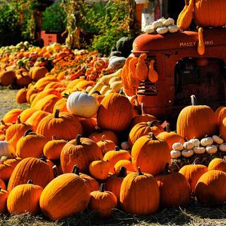 Pumpkin Farm Festival wallpaper