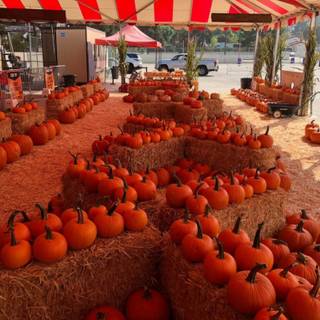 Pumpkin Farm Festival wallpaper