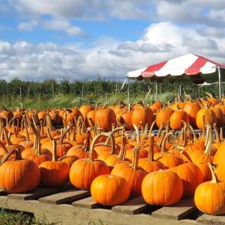 Pumpkin Farm Festival wallpaper