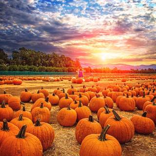 Pumpkin Farm Festival wallpaper