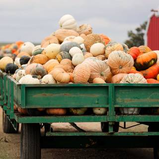 Pumpkin Farm Festival wallpaper