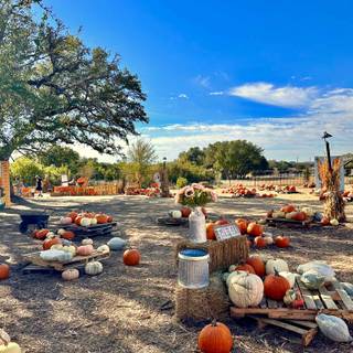 Pumpkin Farm Festival wallpaper