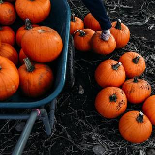 Pumpkin Farm Festival wallpaper