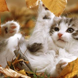 Cute cats autumn wallpaper