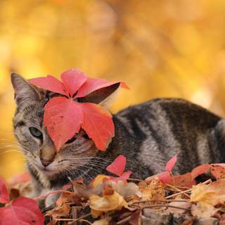 Cute cats autumn wallpaper