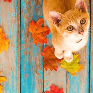 Cute cats autumn wallpaper