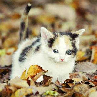 Cute cats autumn wallpaper