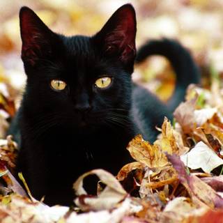 Cute cats autumn wallpaper