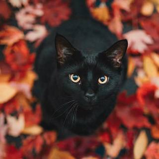 Cute cats autumn wallpaper