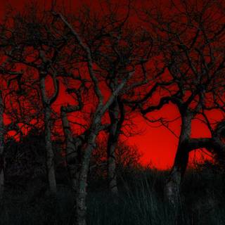 Trees desktop wallpaper