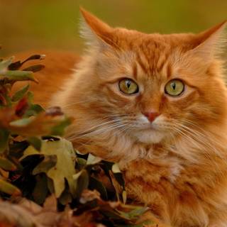 Cute cats autumn wallpaper