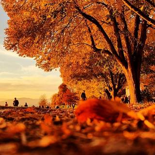 Vancouver autumn wallpaper