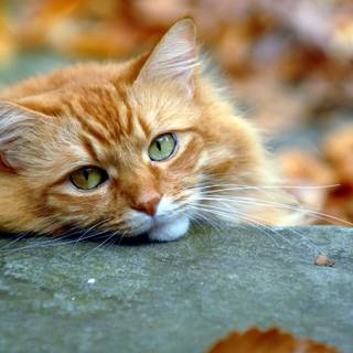 Cute cats autumn wallpaper
