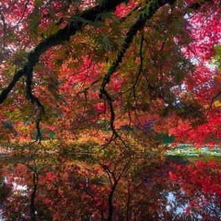 Vancouver autumn wallpaper