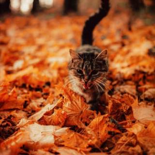 Cute cats autumn wallpaper