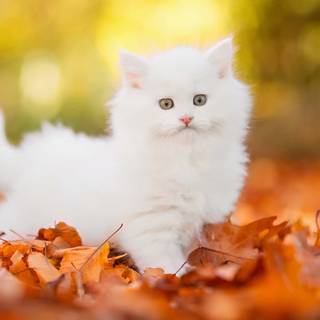 Cute cats autumn wallpaper