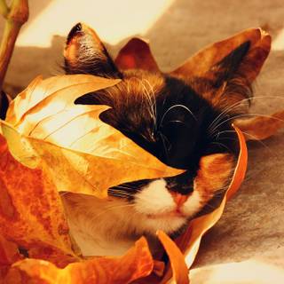 Cute cats autumn wallpaper
