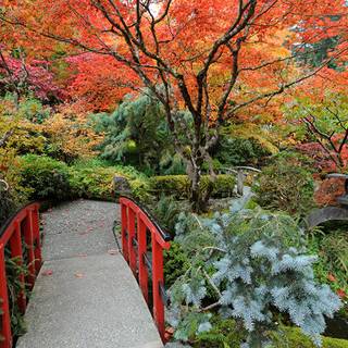 Vancouver autumn wallpaper