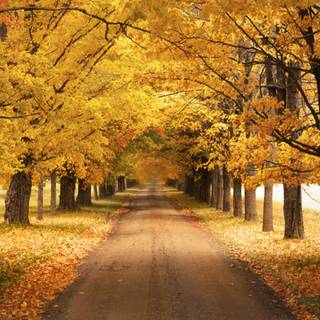 Vancouver autumn wallpaper