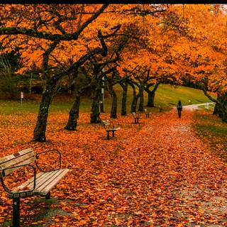 Vancouver autumn wallpaper
