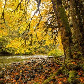 Vancouver autumn wallpaper