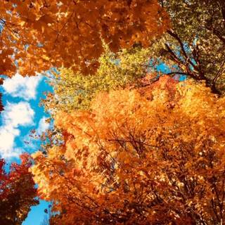 Vancouver autumn wallpaper