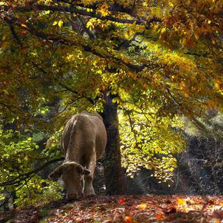 Cow autumn wallpaper