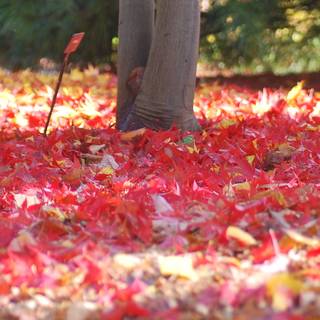 Vancouver autumn wallpaper
