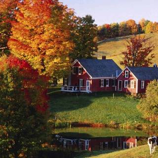 Cow autumn wallpaper