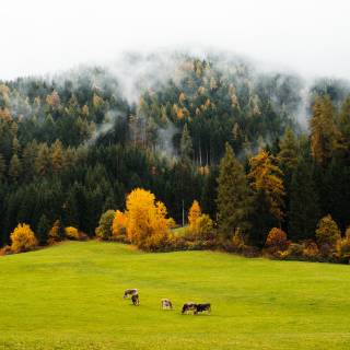 Cow autumn wallpaper