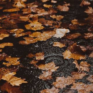 Rainy autumn day wallpaper