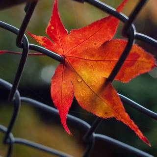 Vancouver autumn wallpaper