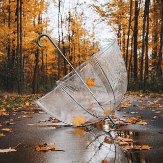 Rainy autumn day wallpaper