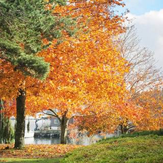 Vancouver autumn wallpaper