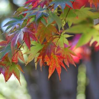 Vancouver autumn wallpaper