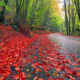 Rainy autumn day wallpaper