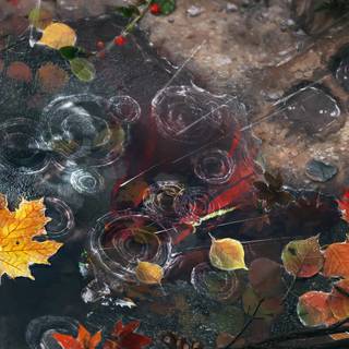 Rainy autumn day wallpaper