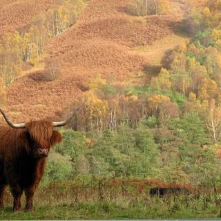 Cow autumn wallpaper